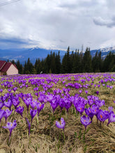 Load image into Gallery viewer, Little purple dream catcher - Crocus