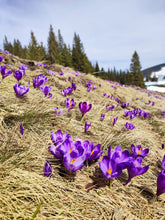 Load image into Gallery viewer, Little purple dream catcher - Crocus